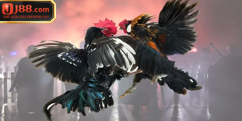 Đá Gà J88 - Đỉnh Cao Giải Trí Truyền Thống Kết Hợp Công Nghệ
