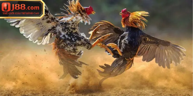 Đá Gà J88 - Đỉnh Cao Giải Trí Truyền Thống Kết Hợp Công Nghệ